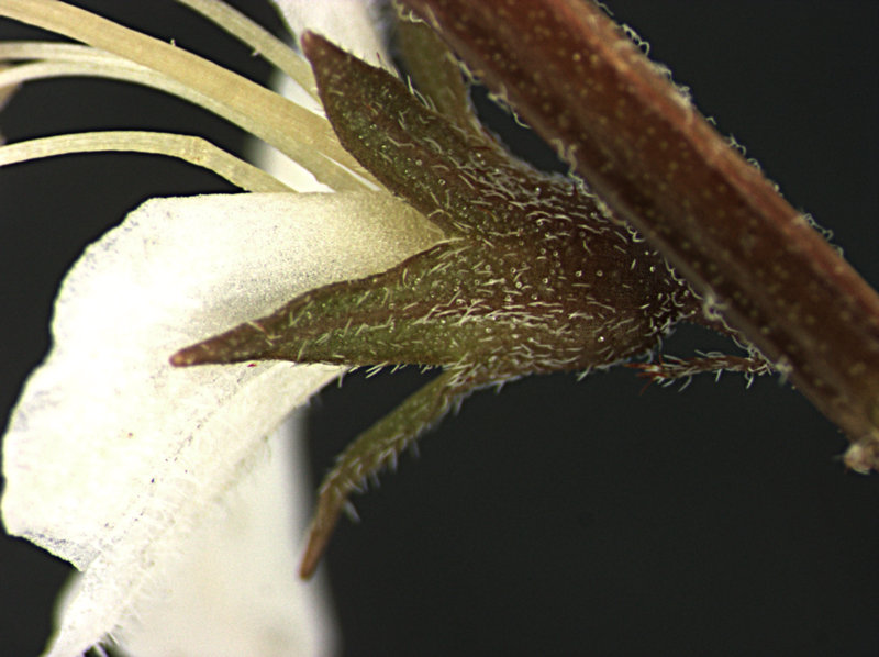 Teucridium parvifolium The University of Auckland